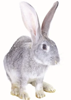 Discount Equideos Aliment granulé lapins - 25kg