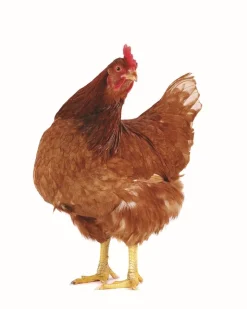 Best Equideos Aliment poules pondeuses - 25kg