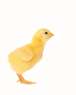 Clearance Equideos Aliment poussin démarrage - 25kg