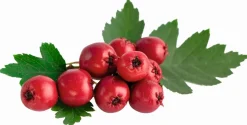 Best Equideos Aubépine - Poudre - 1kg