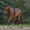 Best Equideos Enrênement à poulies - T. cheval