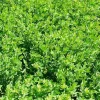 Sale Equideos Lotier corniculé