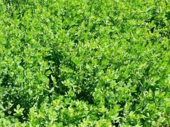 Sale Equideos Lotier corniculé