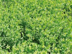 Sale Equideos Lotier corniculé