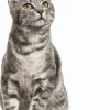 Sale Equideos Mag Life Croc Cat - 4kg
