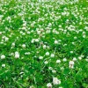 Sale Equideos Mix 3 trèfles blancs - 10kg