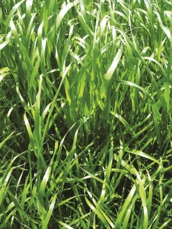 Clearance Equideos RGI non alternatif tétraploïde Ycar - 10kg