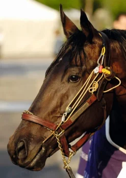 Online Equideos Stableizer - Taille M